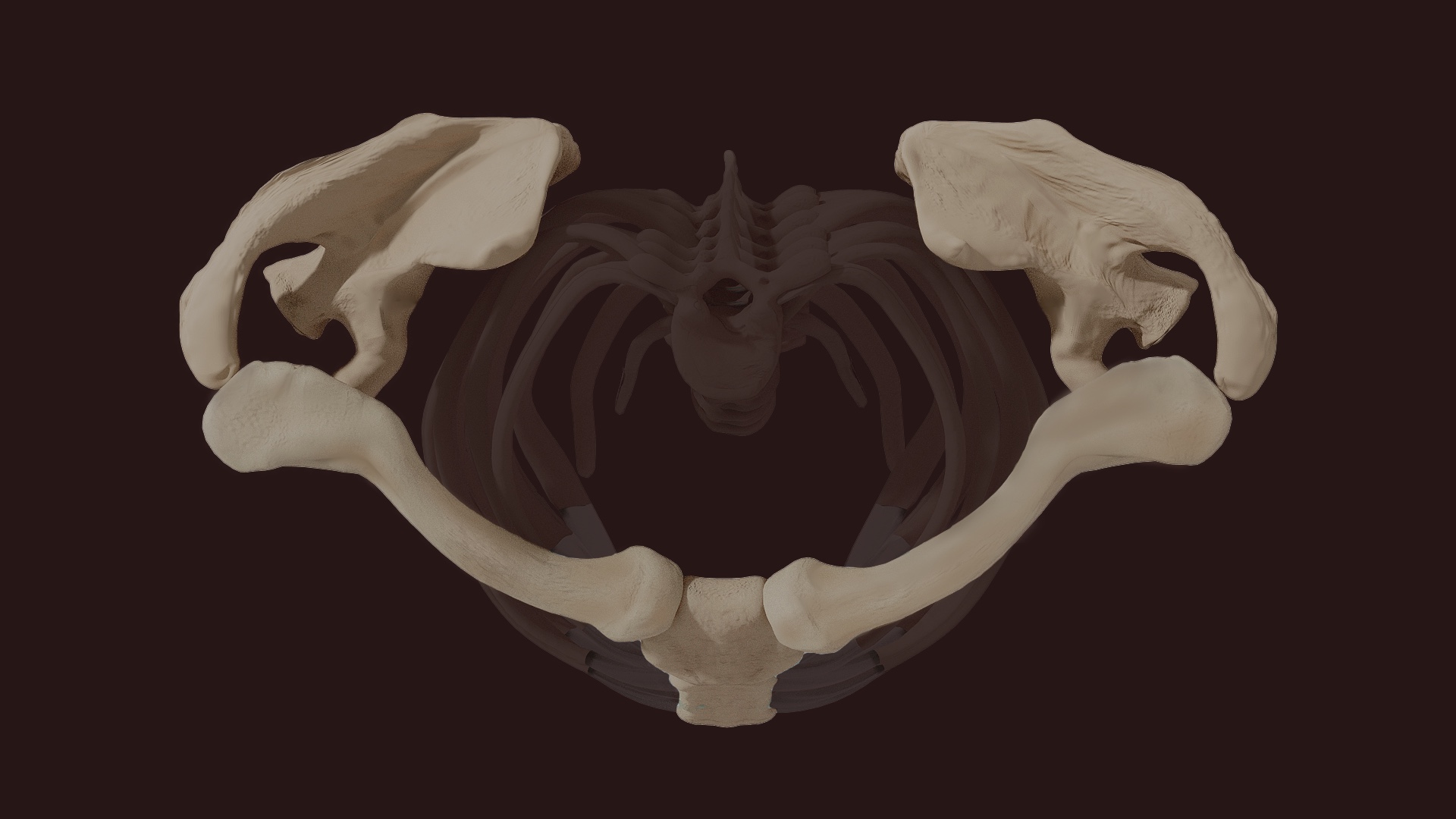 shoulder girdle page