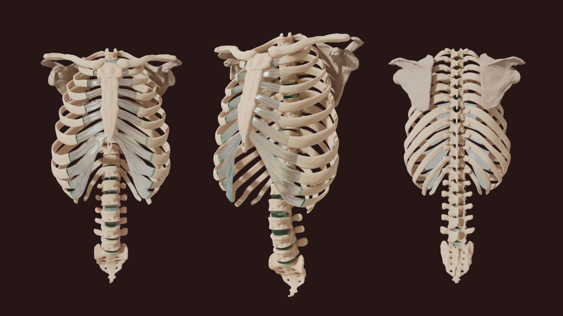 shoulder girdle page